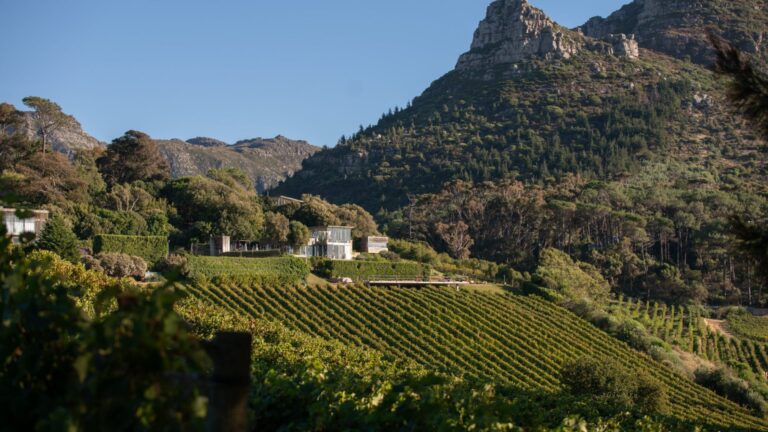 pierre beau constantia wine cecily 768x432